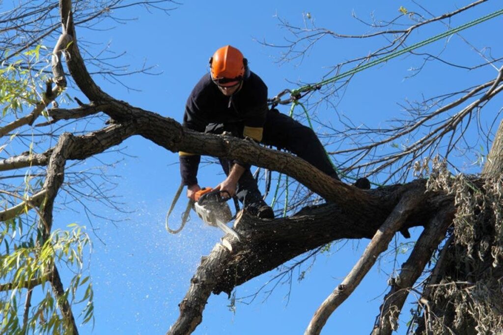 Tree Pruning